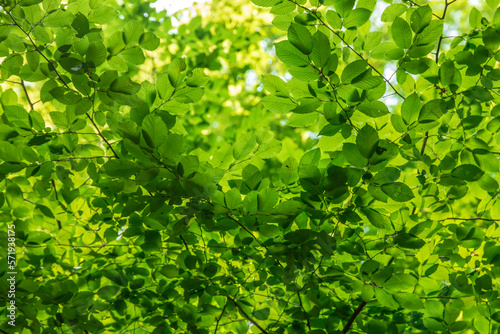 фотографія Green tree leaves in sunlight, sunny spring day in the park
