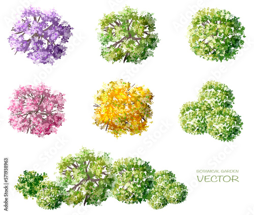 Vector watercolor of blooming tree top view isolated on white background for landscape plan and architecture drawing, elements for environment and garden,botanical elements ,blooming flowers in spring