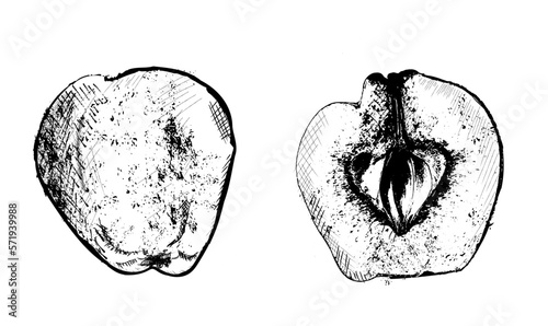 Quince vector line art. fruit detailed vintage design
