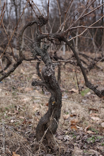 Grape tree in vineyard tied with wire in one of the rows, fallen leaves winter time
