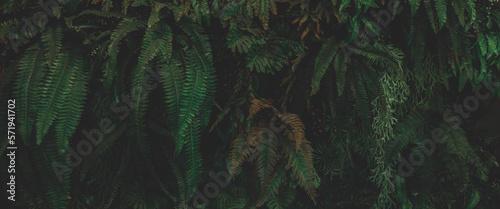 Fototapeta Naklejka Na Ścianę i Meble -  Green leaf background. Herb wall, plant wall, natural green wallpaper and background. nature wall. Nature background of green forest	