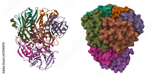 Tableau sur toile Structure of typhoid toxin