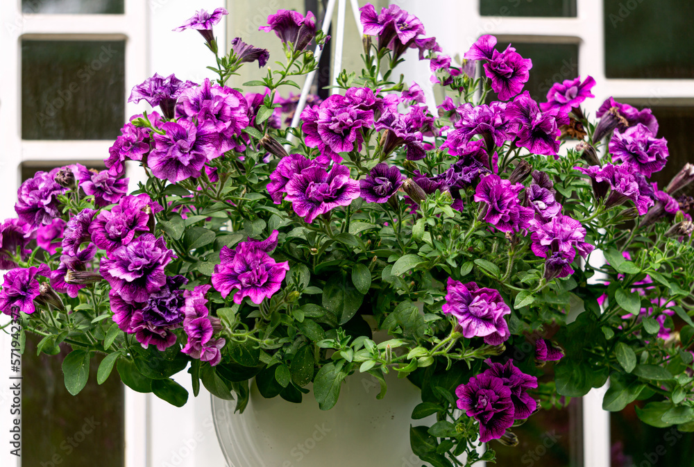 Beautiful flower pot with purple petunia in the garden. Beautiful flower pot with purple petunia in the garden.