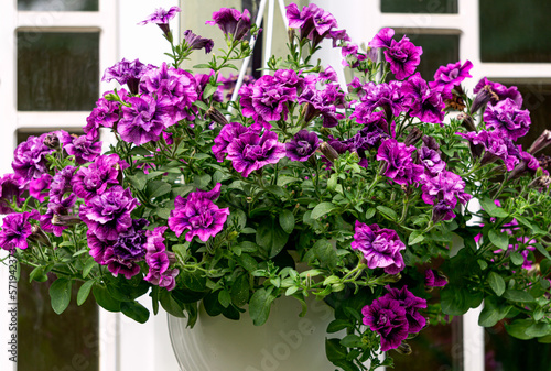 Fototapeta Naklejka Na Ścianę i Meble -  Beautiful flower pot with purple petunia in the garden.