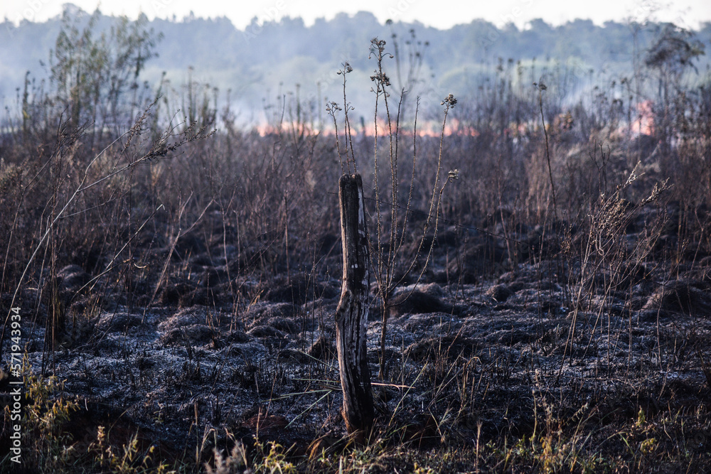 forest fire, deforestation, environmental pollution forest fire, deforestation, environmental pollution