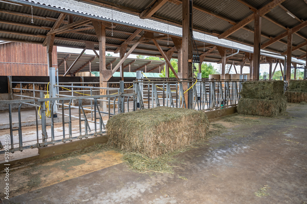 Fototapeta premium empty cowshed without cows on a farm, separated spaces for the cows metal fence, hay in front