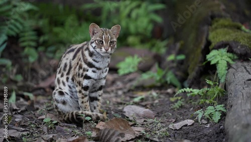 A leopard cat hunts prey at night on the grass. photo