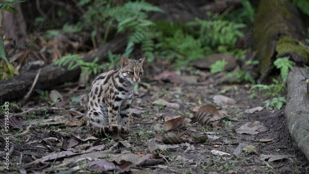 A leopard cat hunts prey at night on the grass.
