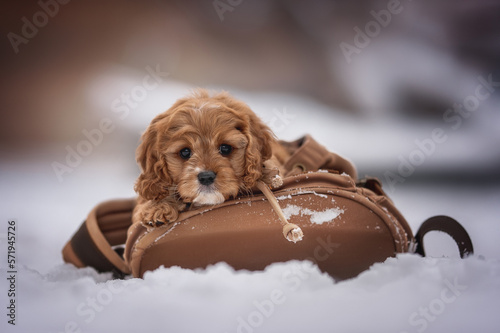 Cute cavapoo puppy dog posing in backpack photo