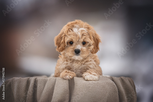 Cute cavapoo puppy dog posing in basket photo