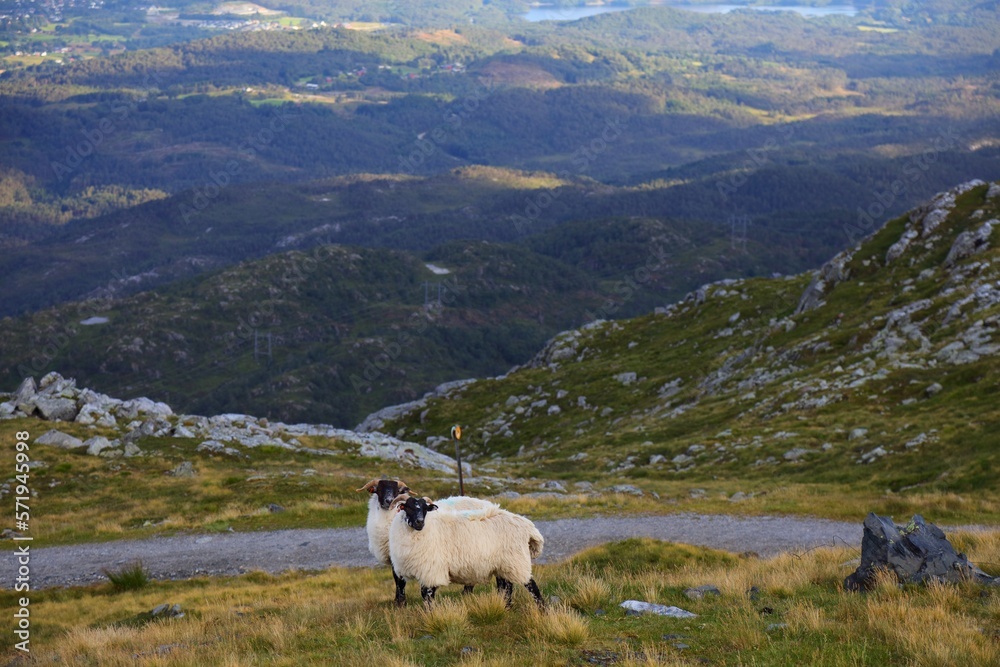 Scottish Blackface sheep breed in Norway