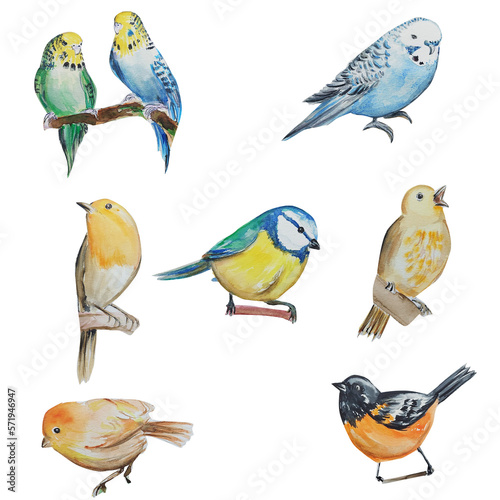 Set of Watercolor drawing of birds. Illuystration art. 