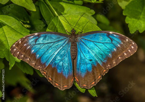 Blue Morpho Butterfly - Morpho peleides photo