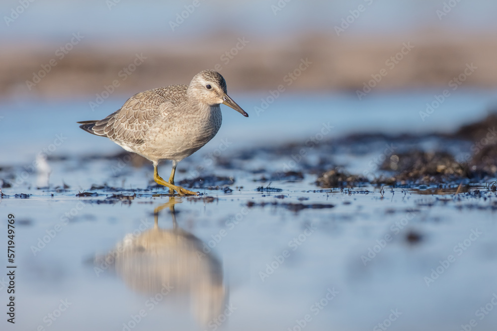 Red Knot - Calidris canutus - on the autumn migration way at a seashore Red Knot - Calidris canutus - on the autumn migration way at a seashore