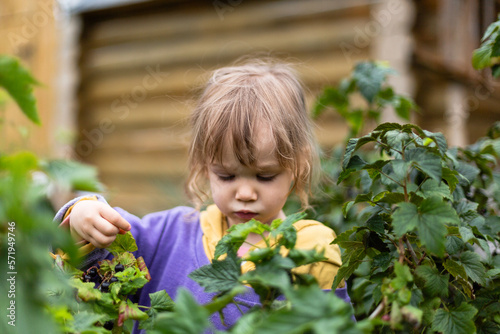 Little girl picking and eating blackcurrants in the garden © fizhimchik