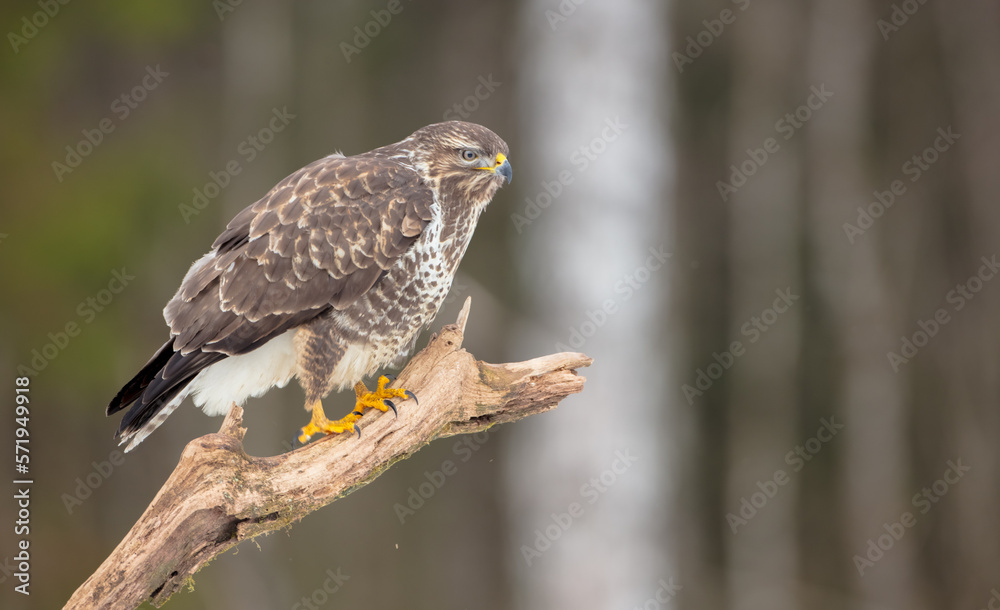 Common Buzzard - Buteo buteo - in winter at a wet forest Common Buzzard - Buteo buteo - in winter at a wet forest