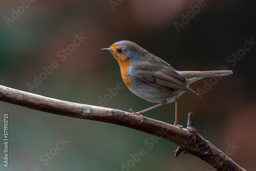European Robin (Erithacus rubecula) on a branch in the forest of Noord Brabant in the Netherlands. 