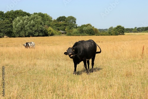 Cows in the meadow eat grass on a sunny day.