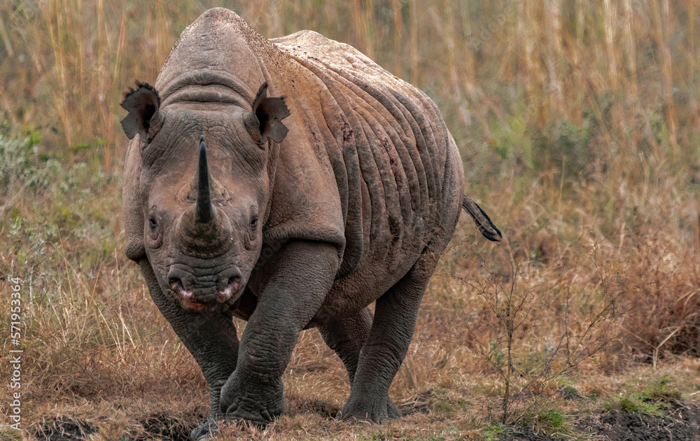Fototapeta premium Black rhino in wild