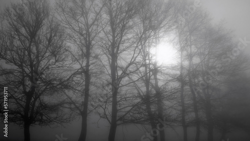 bare trees on a foggy winter morning