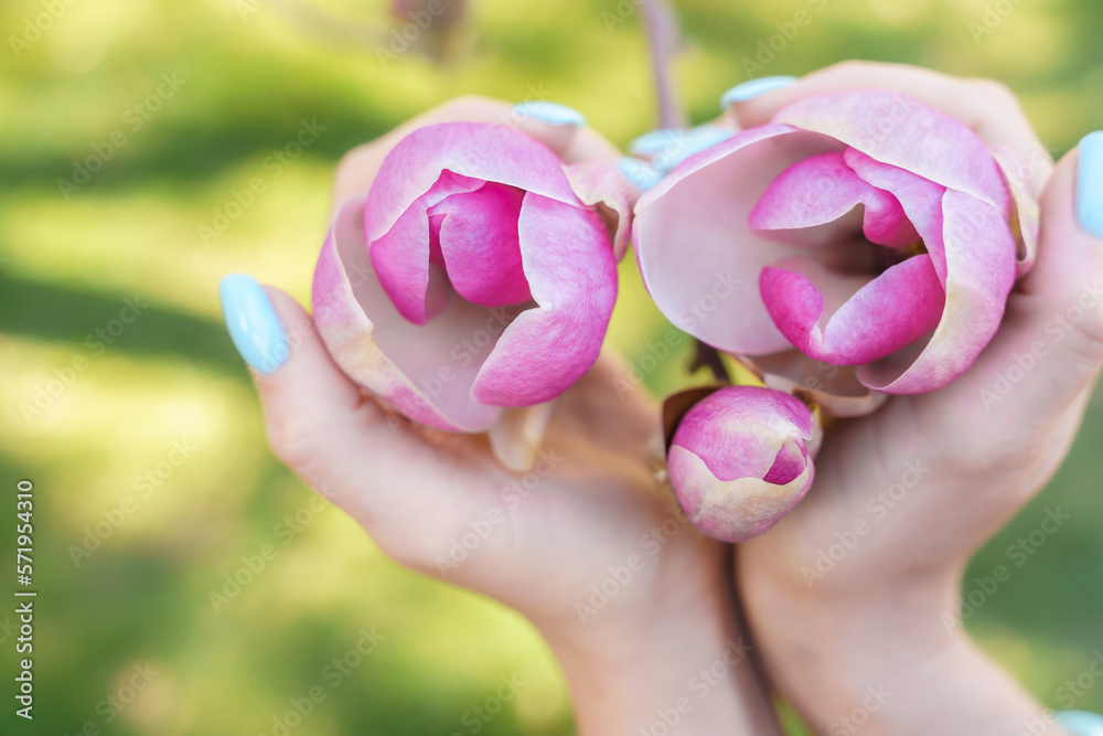 Magnolia woman hands. Girl holding blooming magnolia flowers in the park in spring Magnolia woman hands. Girl holding blooming magnolia flowers in the park in spring