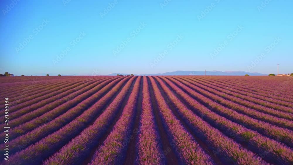 Aerial drone footage of picturesque lavender fields in the Provence region. Captures the beauty of the landscape, showcasing endless rows of vibrant purple flowers swaying in the wind. Ideal for