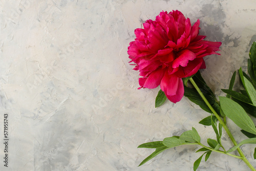 Frame of beautiful bright pink flowers peonies on a light background. top view.