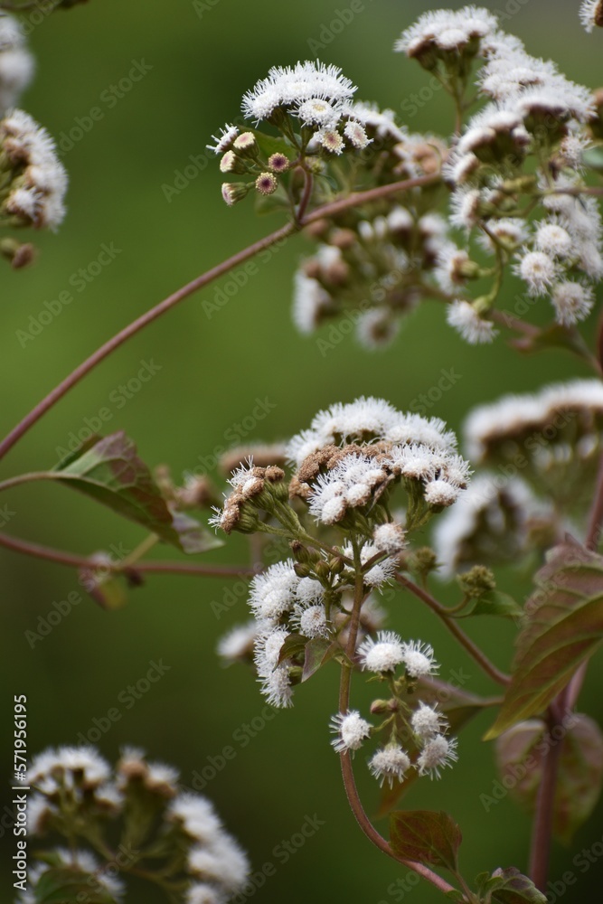 Mexican Devil Flower