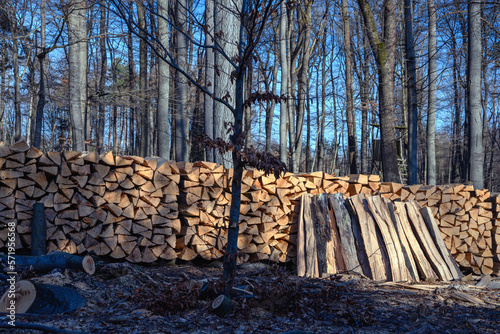 Waldstimmung, Buchen, Brennholzstapel, Lichtung im Februar