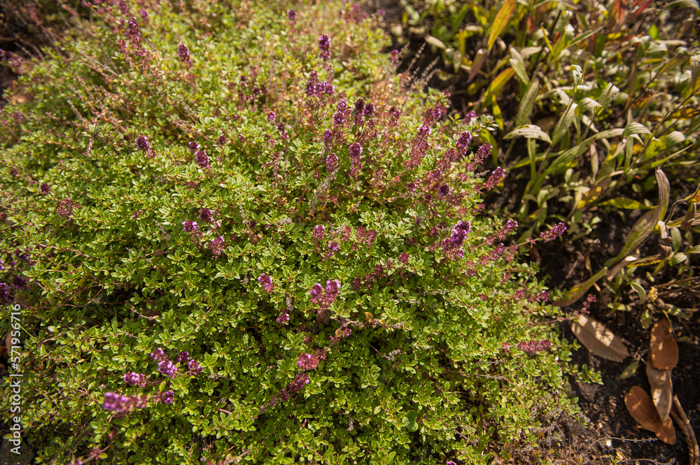 Thymus vulgaris known as Common Thyme blossoming in the garden of herbs Thymus vulgaris known as Common Thyme blossoming in the garden of herbs