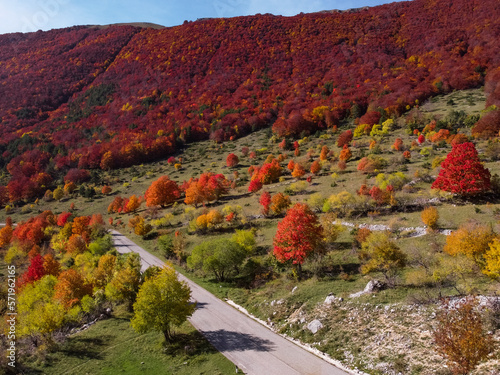 landscape in the autumn with orange trees from drone