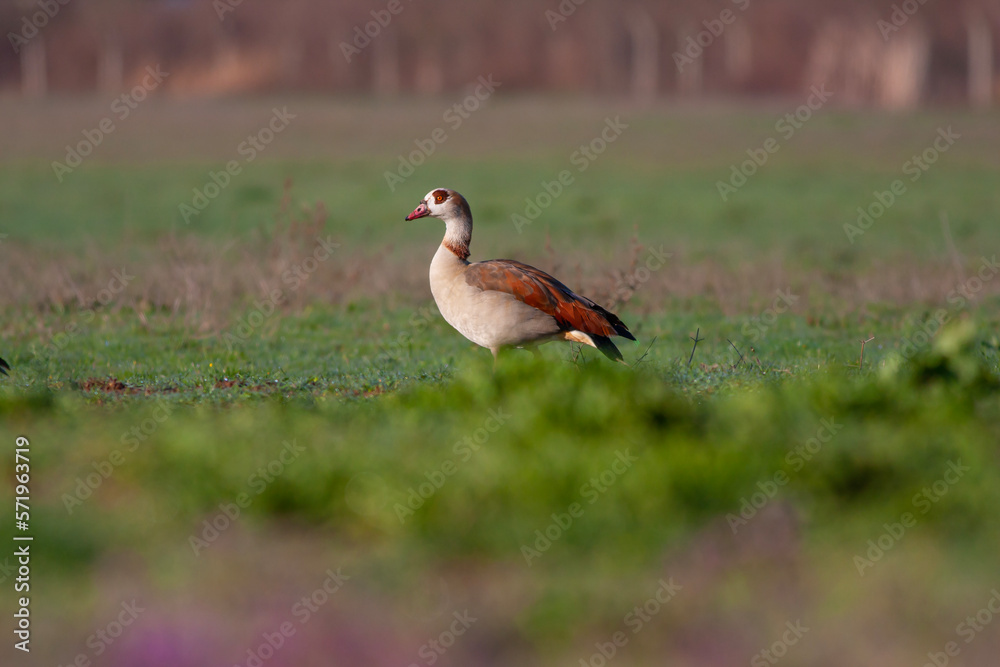 Naklejka premium large bird on the grass, Egyptian Goose, Alopochen aegyptiaca 