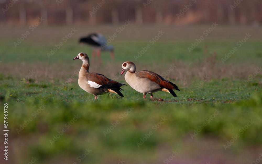 large bird on the grass, Egyptian Goose, Alopochen aegyptiaca	