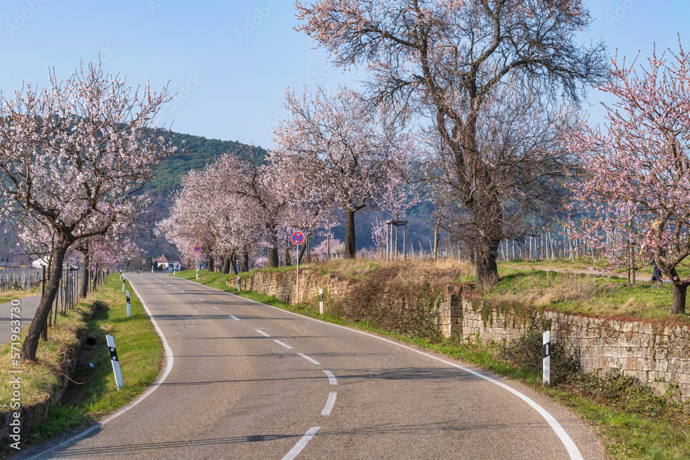 Blossoming almond trees along a country road in the Palatinate/Germany Blossoming almond trees along a country road in the Palatinate/Germany