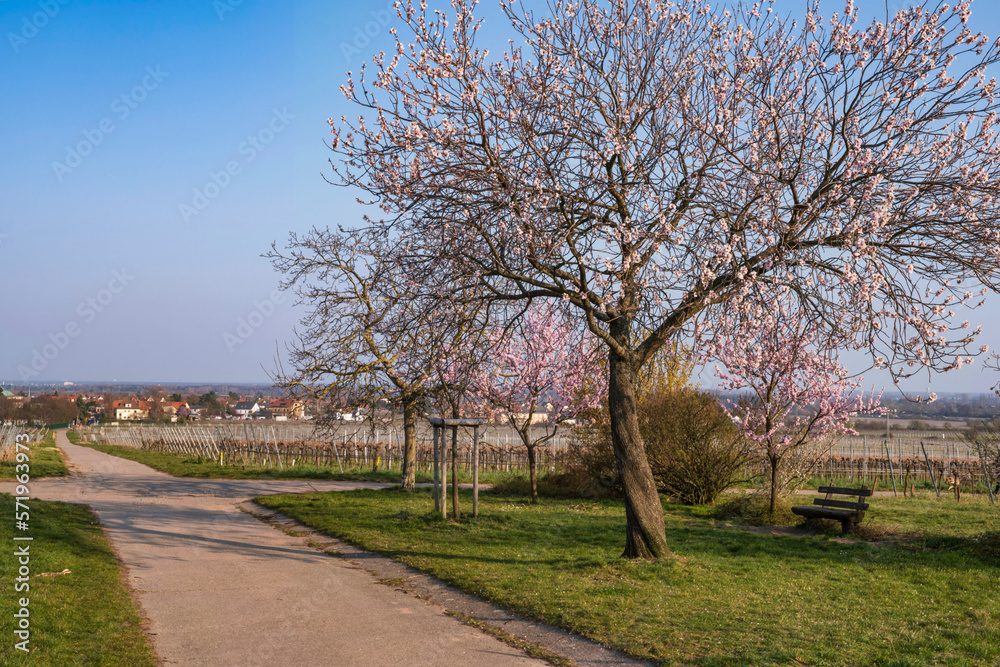 Pink blossoming almond tree in front of a vineyard in the Palatinate/Germany