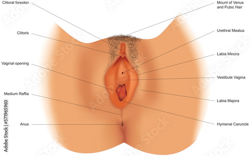 Schematic illustration of female genitalia with indication of organs