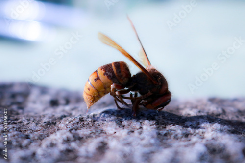 Primo piano di un calabrone visto lateralmente appoggiato su una piastrella di granito in giardino, animali e natura photo
