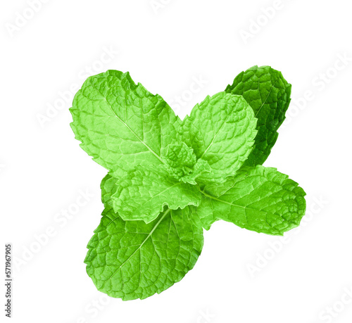 top mint leaves isolated on transparent PNG