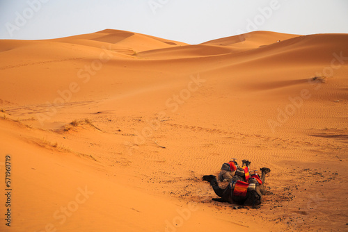 Erg chebbi sahara desert camel relaxing photo
