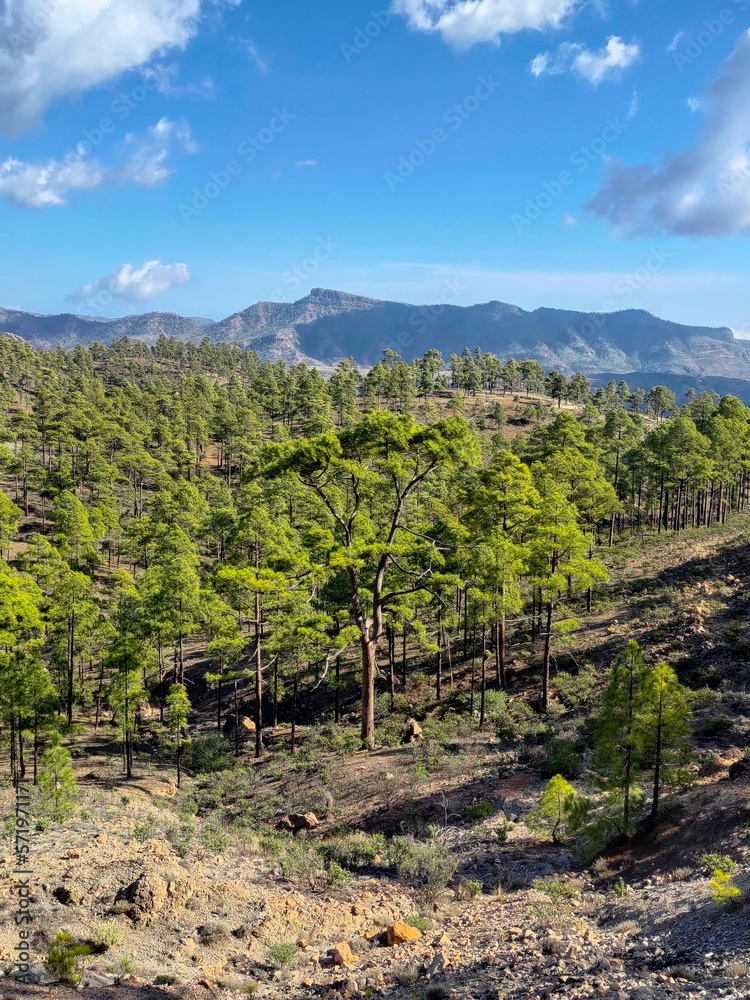 Beautiful forest in mountains on Tenerife 