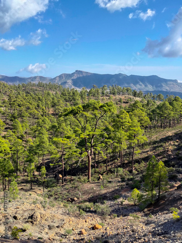 Beautiful forest in mountains on Tenerife 