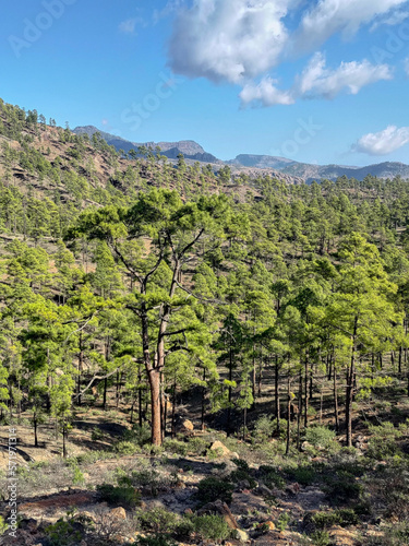 Beautiful forest in mountains on Tenerife 