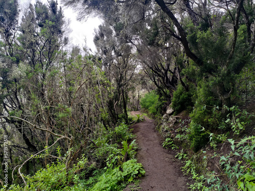 Beautiful forest in mountains on Tenerife 