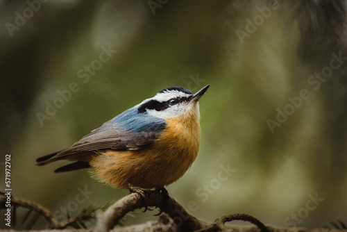 red-breasted nuthatch © Samantha