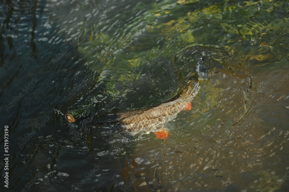 fisherman, fish on a hook in the water fisherman, fish on a hook in the water