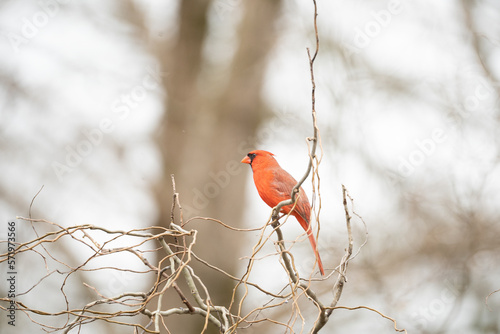 Northern Cardinal