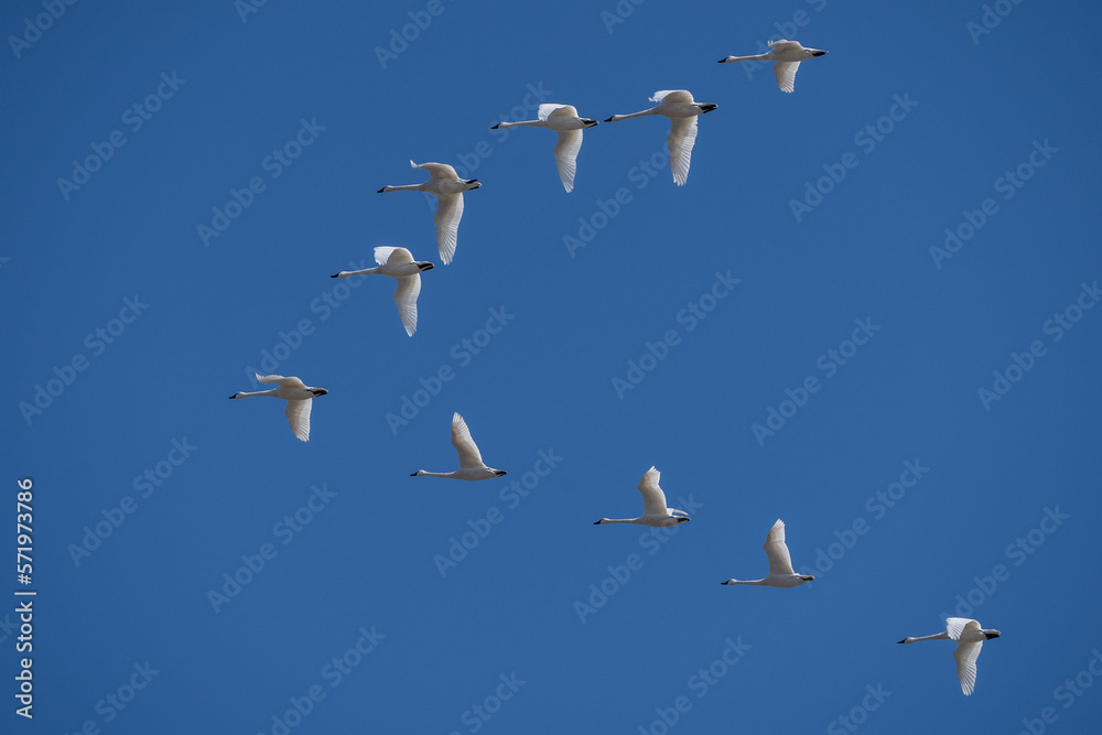 Tundra Swans Flying Against Blue Sky in Lancaster County, Pennsylvania 