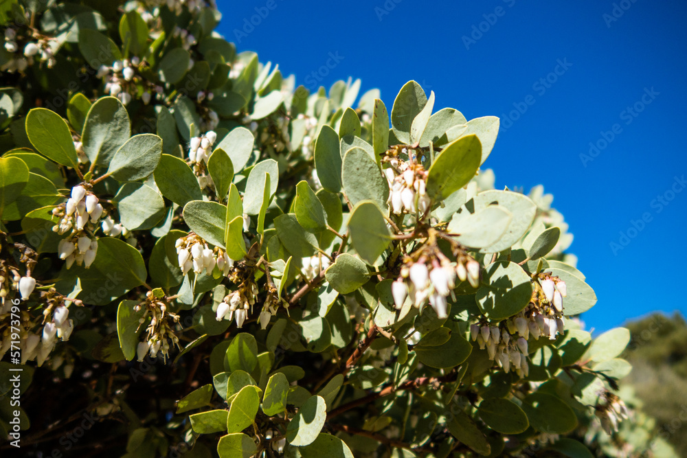 A Manzanita Bush Blooming with White Flowers