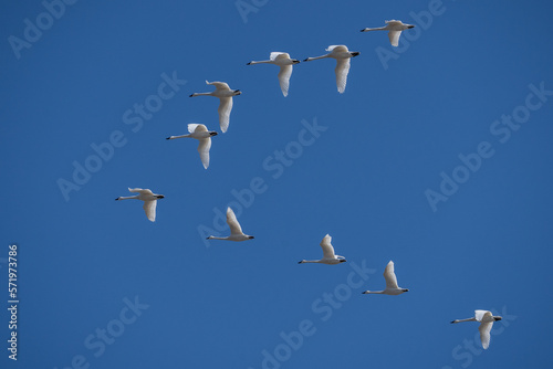 Tundra Swans Flying Against Blue Sky in Lancaster County, Pennsylvania 