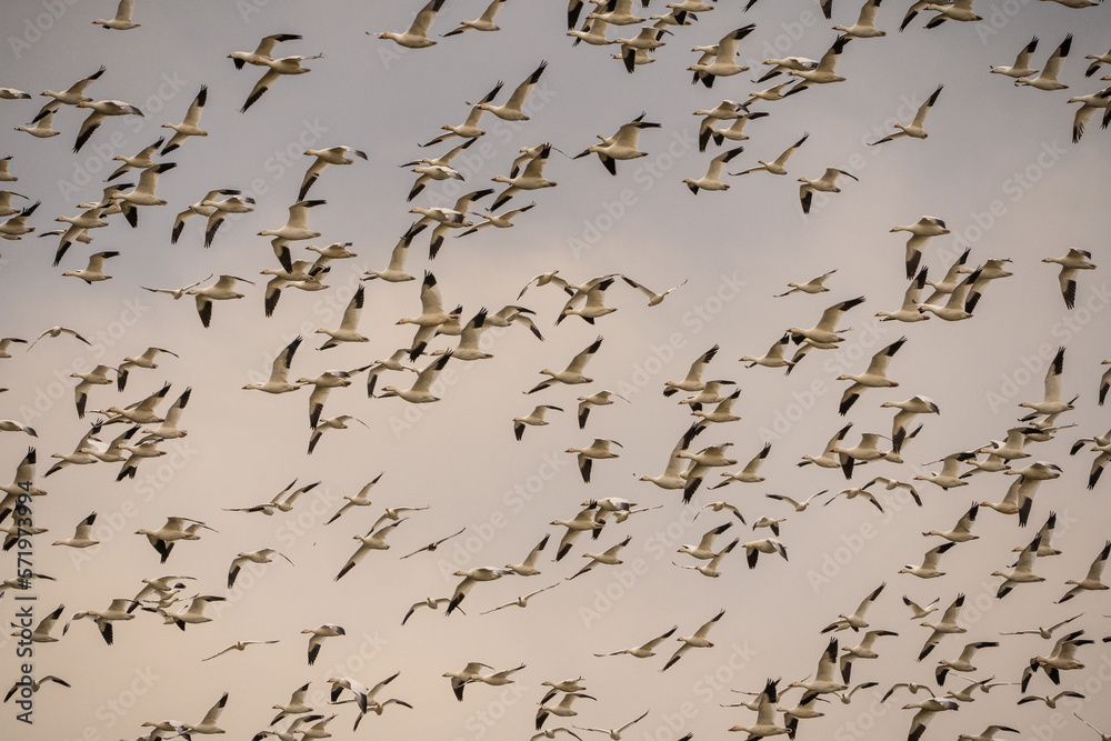 Snow Geese Take Off at Dusk in Lancaster County, Pennsylvania 